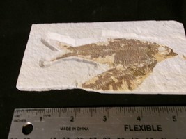 Fossil Fish Knightia 40-50 million years 4 3/4&quot; - £23.32 GBP