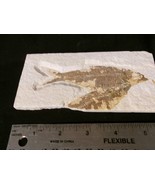Fossil Fish Knightia 40-50 million years 4 3/4&quot; - £23.31 GBP