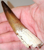 3 Inch Long Spinosaurus Tooth Real Dinosaur Teeth Fossil Extinct Relic Spinosaur - £47.43 GBP