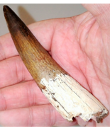 3 INCH LONG SPINOSAURUS TOOTH REAL DINOSAUR TEETH FOSSIL EXTINCT RELIC S... - $59.35