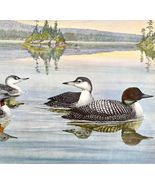 Common Loon And Red Throated 1955 Plate Print Birds Of America Nature Ar... - $559.30 MXN