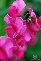 50 Seeds Lathyrus latifolius Red Pearl Perennial Sweet Pea Fresh Seeds - $8.99