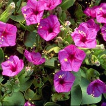 Sghost Four Oclock Pink 50 Seeds Usa Seller - $9.26