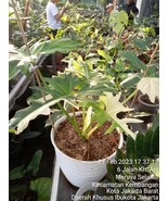 Philodendron minarum golden dragon 7-9 leafs - $800.00
