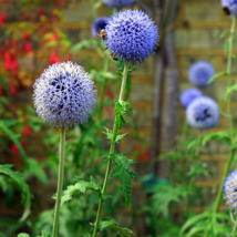 Echinops sphaerocephalus Glandular Globe thistle Blue 1000 PCS Seeds - £34.65 GBP