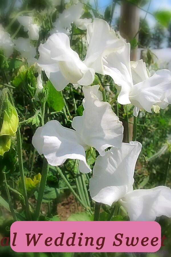 50+ Royal Wedding Top Quality Sweet Pea Seeds For Garden Planting Usa - $7.41