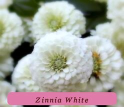 7550 zinnia white pop thumb200