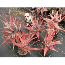 30 Marina Sedum Seeds - Sedum Telephium Marina Garden USA SELLER - $9.00