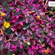 Red Oxalis Versicolor Flores Bonsái 100 Piezas Planta Rara Para Jardín Hogar Pla - £7.78 GBP