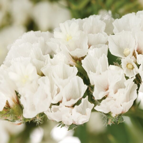 50 WHITE STATICE FLOWER SEEDS LONG LASTING ANNUAL GREAT GIFT - Seeds ...