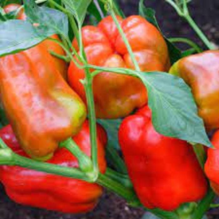 Organic Ozark Giant Sweet Bell Pepper - 20 Seeds Garden Beautiful - $6.88