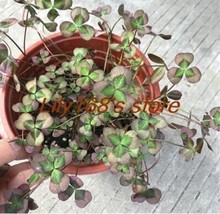 Love Bonsai Four Leaf Clover Family Indoor Vase Garden Flower Seeds 100 Of - $9.91