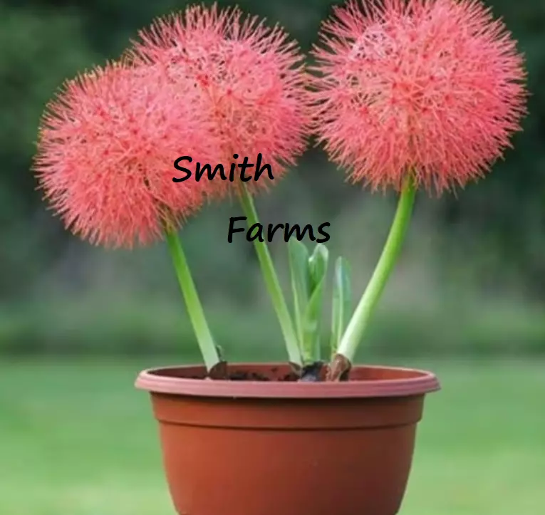 SYST Red Scadoxus Flower Blood Lily Beautiful Colorful 25 Seeds  - £8.19 GBP