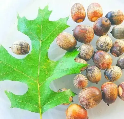 10 Pin Oak Tree Seeds Acorns-A Red Oak Family Usa Seller - £31.91 GBP