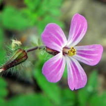 Herb Robert Seeds Geranium Robertianum 10 Seeds Usa Fast Shipping - $17.94