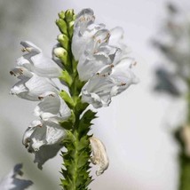 Obedient Plant Seed Physostegia Virginiana Pink Flower Seeds 1000 Seeds USA Fast - £13.13 GBP