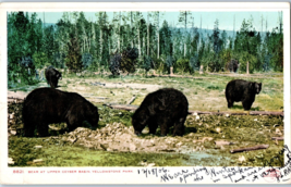 Bear At Upper Geyser Basin Yellowstone National Park Postcard Posted 1906 - £7.66 GBP