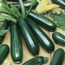 New Black Beauty Zucchini - 25 , Organic, Heirloom Seeds - The Zucchini Fresh Ga - $5.98