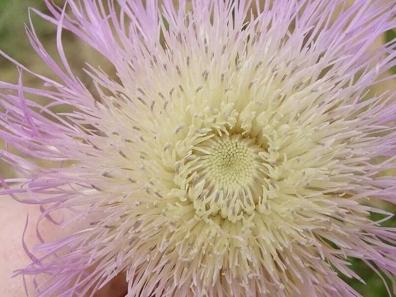 100 Seeds Star Thistle Seeds Centaurea Basket Flower - £13.33 GBP
