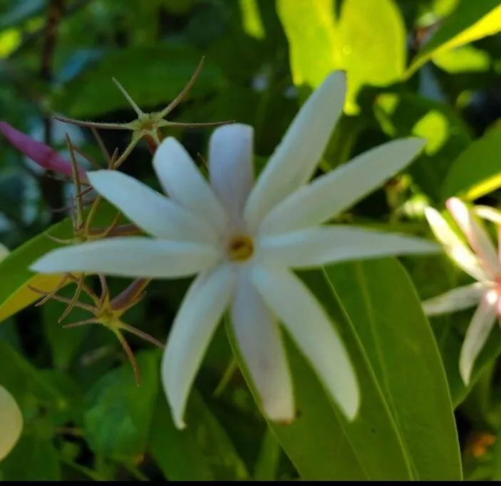 ANGEL WING JASMINE STARTER LIVE PLANT 5 TO 7&quot;~JASMINE NITIDUM~STAR JASMINE - $17.10