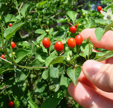 Wild Chiltepin Pepper Seeds ~Capsicum annuum~ Hot Tepin Chile Pequin Chili - £4.27 GBP+