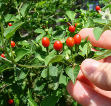 Wild Chiltepin Pepper Seeds ~Capsicum annuum~ Hot Tepin Chile Pequin Chili - £4.20 GBP+