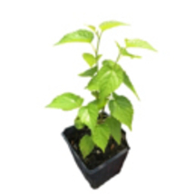 one Black Mulberry plant (Morus Nigra) 1 year old - £15.23 GBP