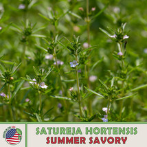 500 Summer Savory Herb Seeds Satureja Hortensis Culinary New Fresh Seeds - $5.90