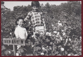 Cyprus Cotton Field Press Photo Irrigation I. Papadopoulos WHO - £12.96 GBP