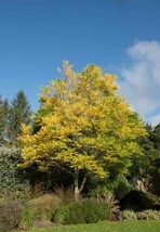 THJAR 10 Kentucky Coffee Tree Seeds For Planting Gymnocladus Dioicus - £16.07 GBP