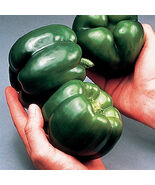 10 California Wonder Bell Pepper Seeds C300 Tmr - $3.99