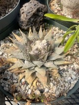 SDC Ariocarpus Retusus Nature&#39;S Living Sculpture Fresh Seeds - $702.44