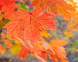 Live Sugar Maple Tree Fully Rooted Plant Acer saccharum 1-4 yo  8-40&quot;+ tall - $24.99