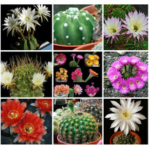 10 pcs Echinopsis+Pseudolobivia Rare Cactus Mixed Seeds FRESH SEEDS - £4.78 GBP