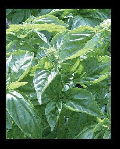 Genovese Basil Fresh 150 or 1000 Seeds Heirloom culinary Herb garden pla... - $1.67+