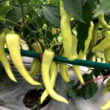 5 Bags (100 Seeds / Bag) of &#39;Golden Sword&#39; Peppers - $601.69 MXN