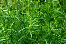 Russian Tarragon - Artemisia dracunculus - 50+ seeds - F 003 - £1.57 GBP