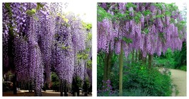 200 Seeds / Pack Purple Wisteria Fragrant Flower Seeds, Professional Pack - $30.99
