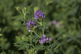 100 Medicago Sativa Purple Alfalfa Perennial Seeds Flower Ground Cover - £14.35 GBP
