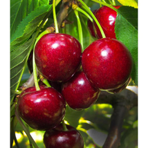 Prunus avium prolific bearing Sweet Cherry fruit Tree Seedling edible LI... - $48.99