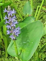 20 Purple Flowered Pickeral Rush Seeds Pontederia Cordata Fresh USA Fast Shippin - £10.99 GBP