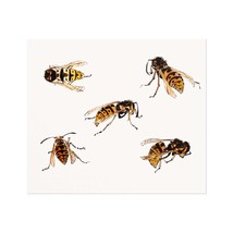Julie De Graag - Studies Of Wasps (Giclée Art Print) - £5.71 GBP+