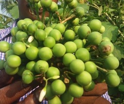 Turkey / Thai Berry Pea Eggplant | Solanum Torvum | Gully bean | 50 Seeds - $9.49