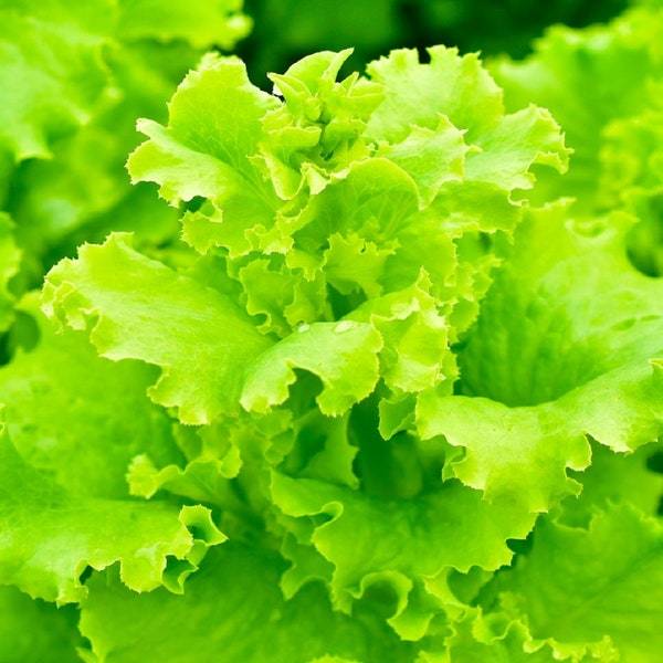 Black Seeded Simpson Lettuce Seeds Fresh Garden Seeds Fresh Seeds - $3.00