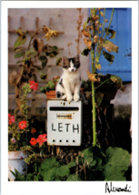 Cat On Leth Box Postcard - £4.13 GBP