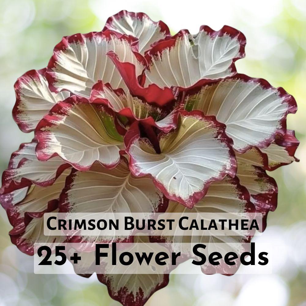 25+ Crimson Burst Calathea Seeds Flower Garden Seeds - $11.90