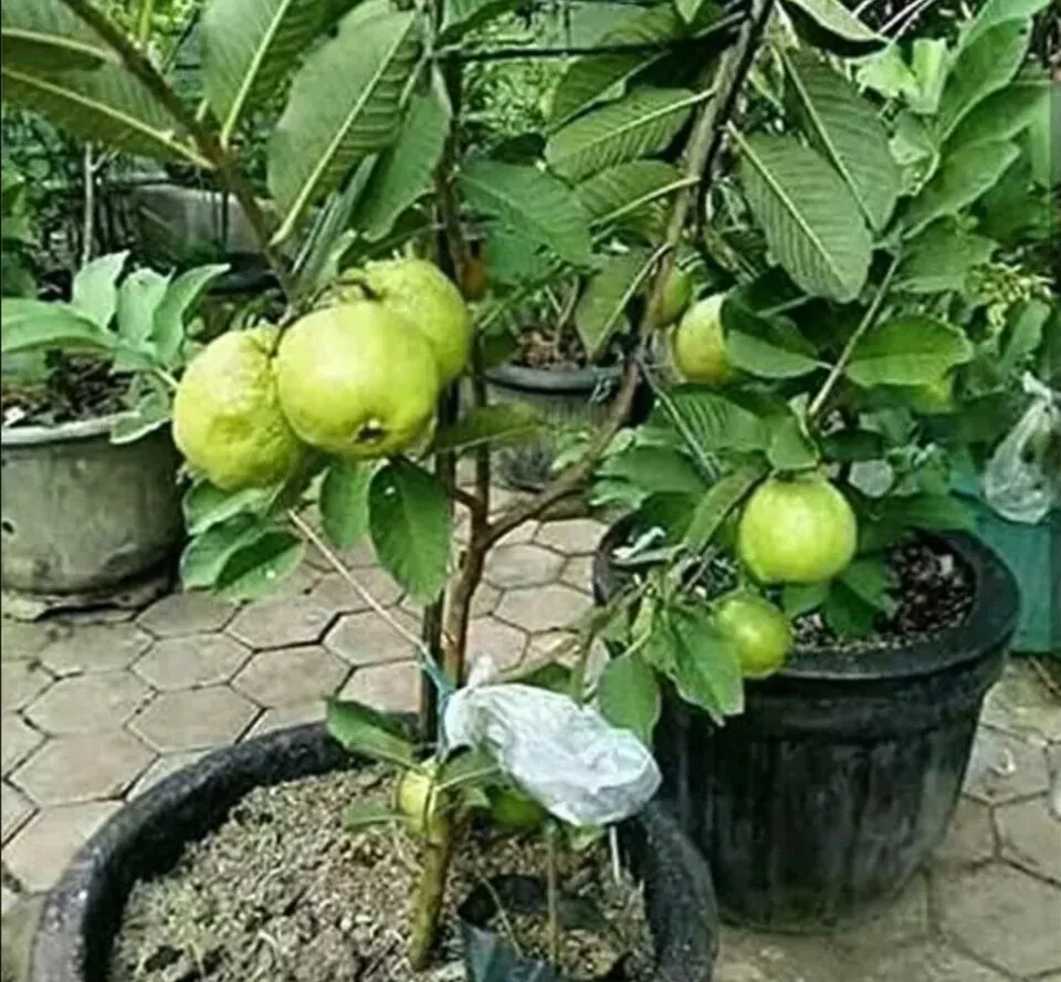 Kilo White Guava Seeds | Psidium Guajava | Organic Non-GMO | Sweet Delic... - $3.62
