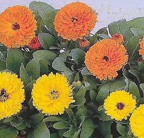 Calendula Pacific Beauty 1,000 seeds - £18.63 GBP