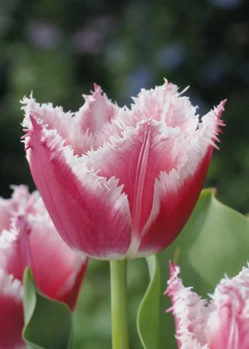 Fringed Tulip SEEDS - £14.95 GBP