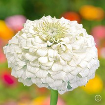 100 White Zinnia Seeds Polar Bear Bees Butterflies Birds Double Flowered USA Sel - $6.30